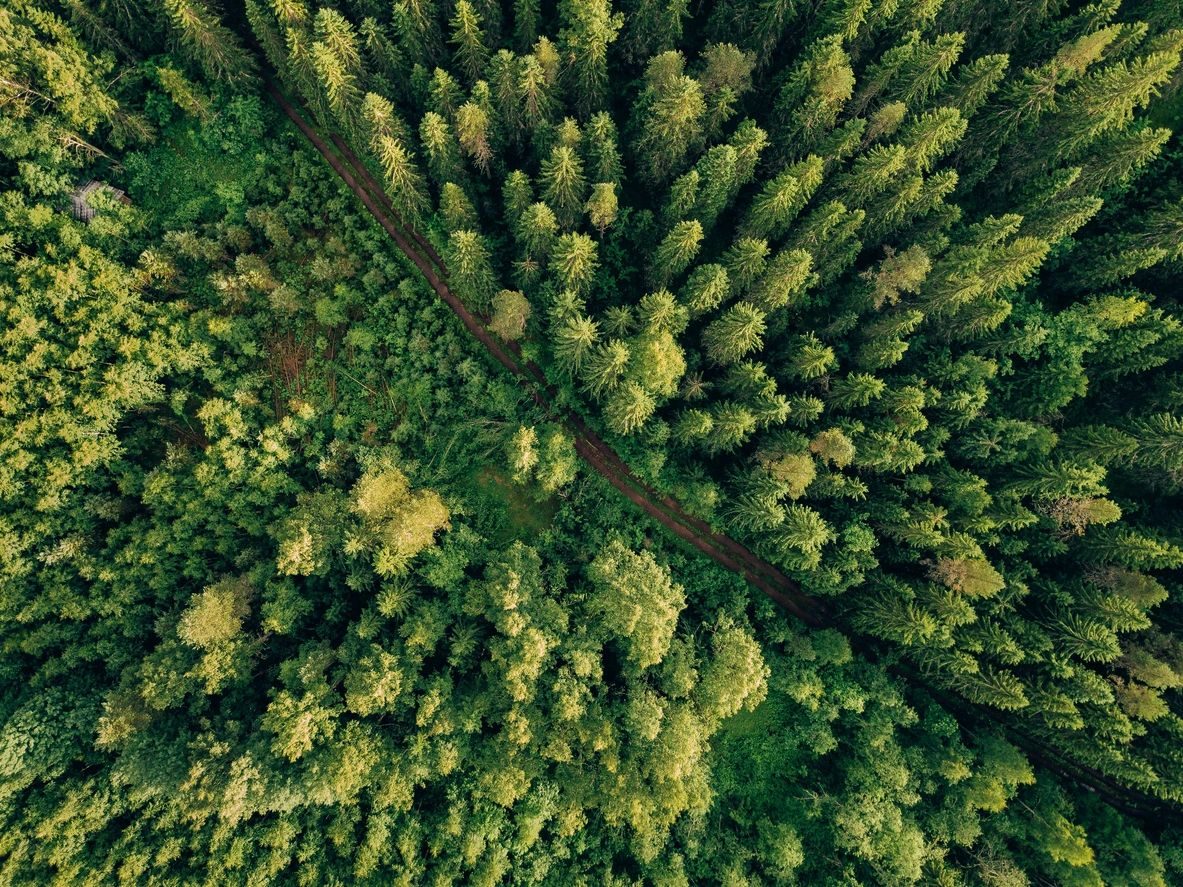 Aerial view of a dense forest with a path.