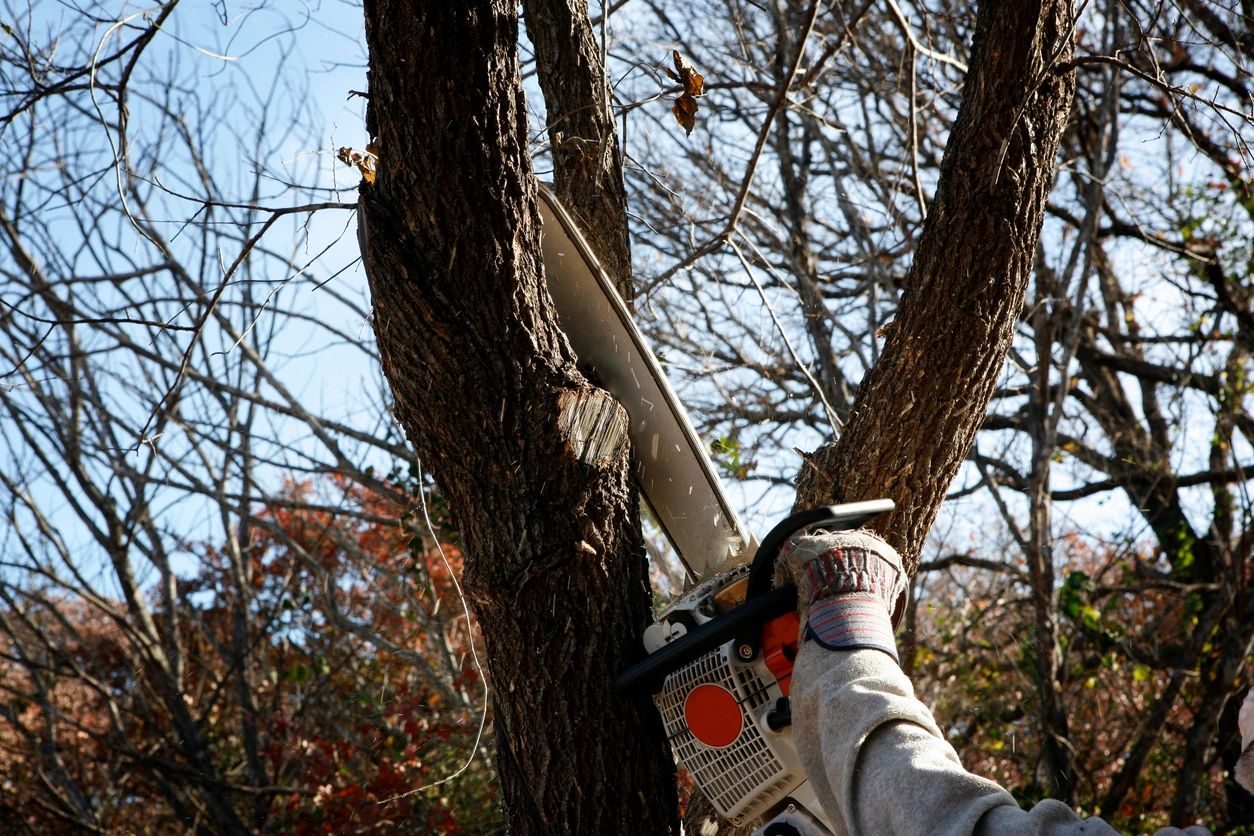 Tree work by Roots and Restoration LLC in Northeast Wisconsin