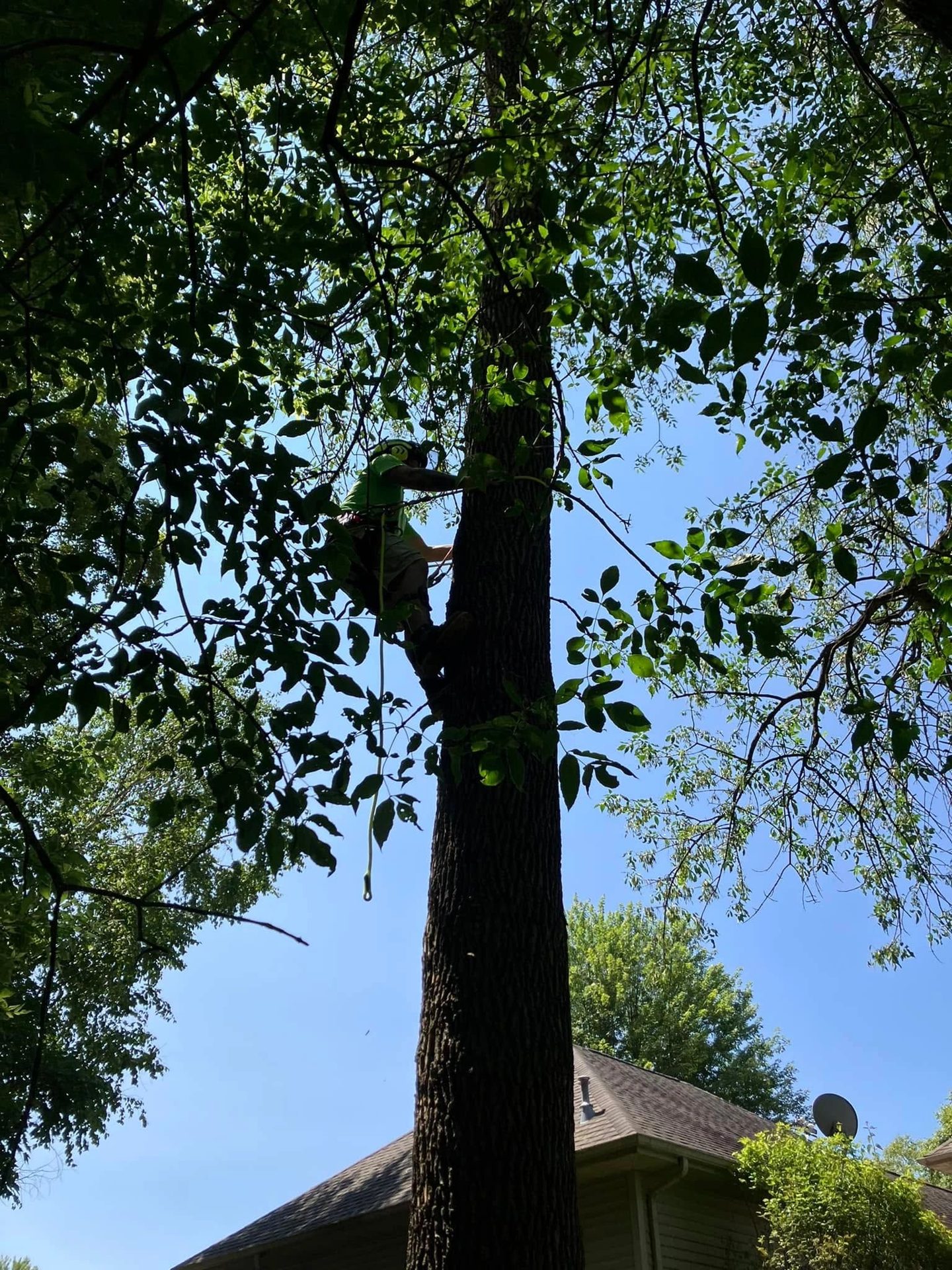 Tree work by Roots and Restoration LLC in Northeast Wisconsin