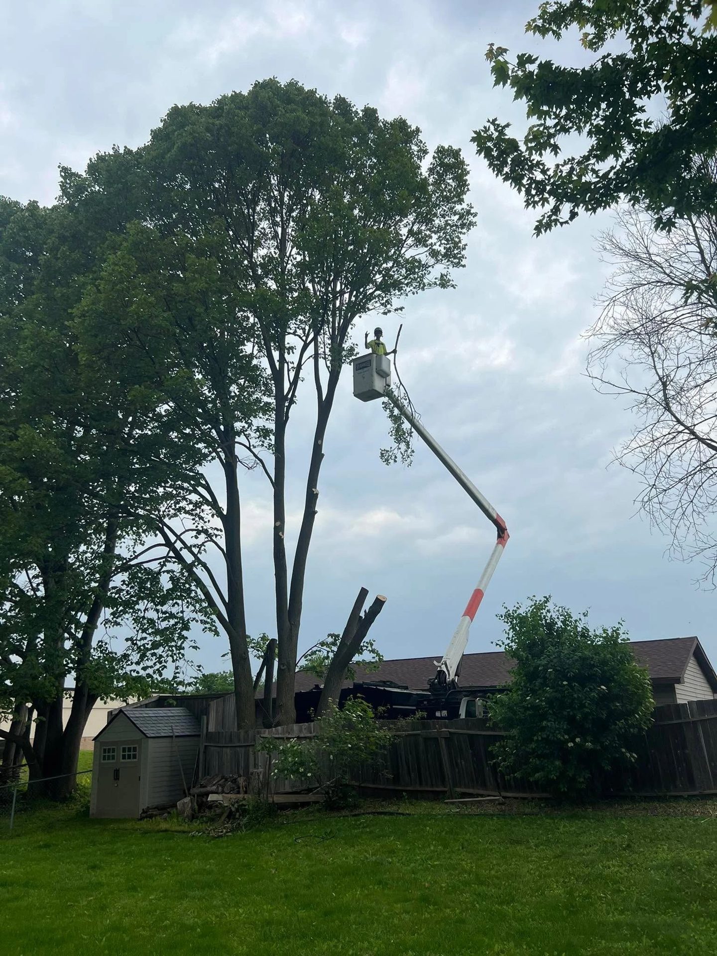 Tree work by Roots and Restoration LLC in Northeast Wisconsin